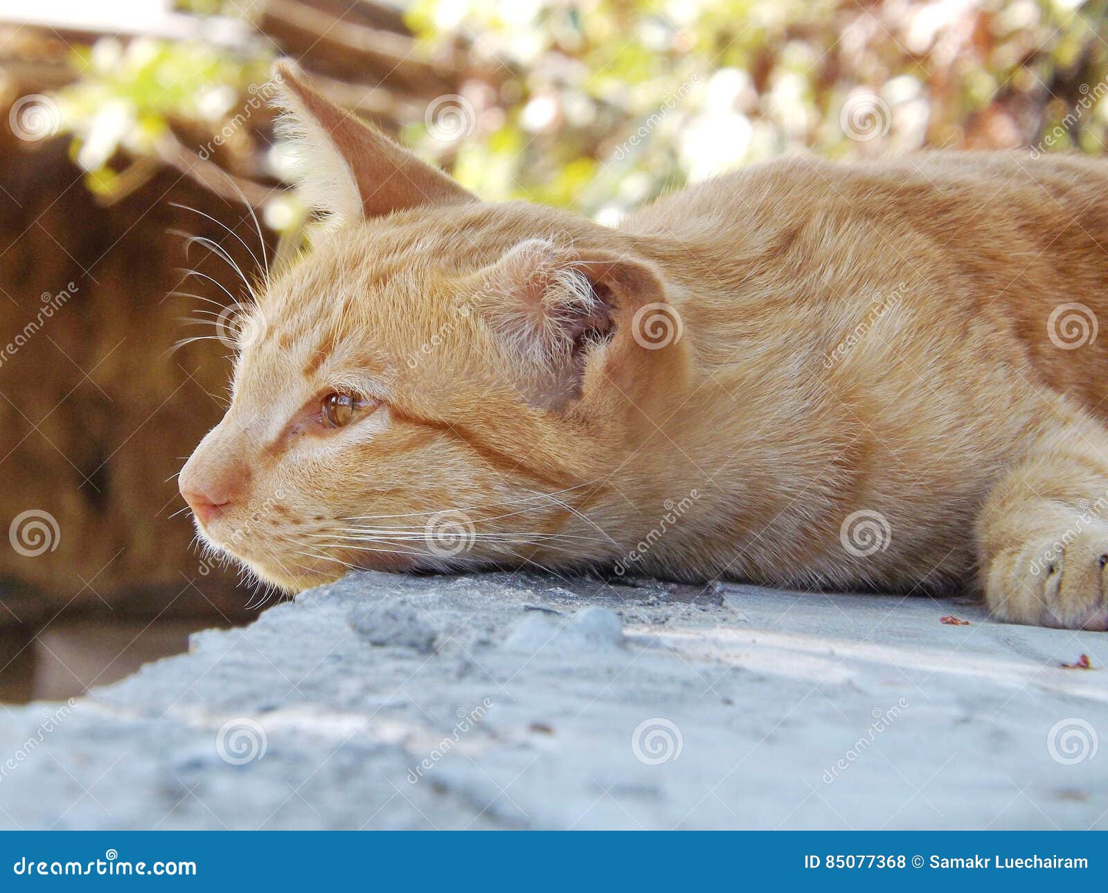 Cat sleep outdoor stock photo. Image of closeup, adorable 85077368