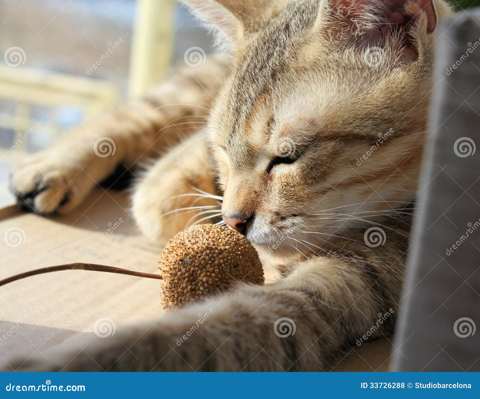 Cat sleep stock photo. Image of mammal, furry, domestic 33726288