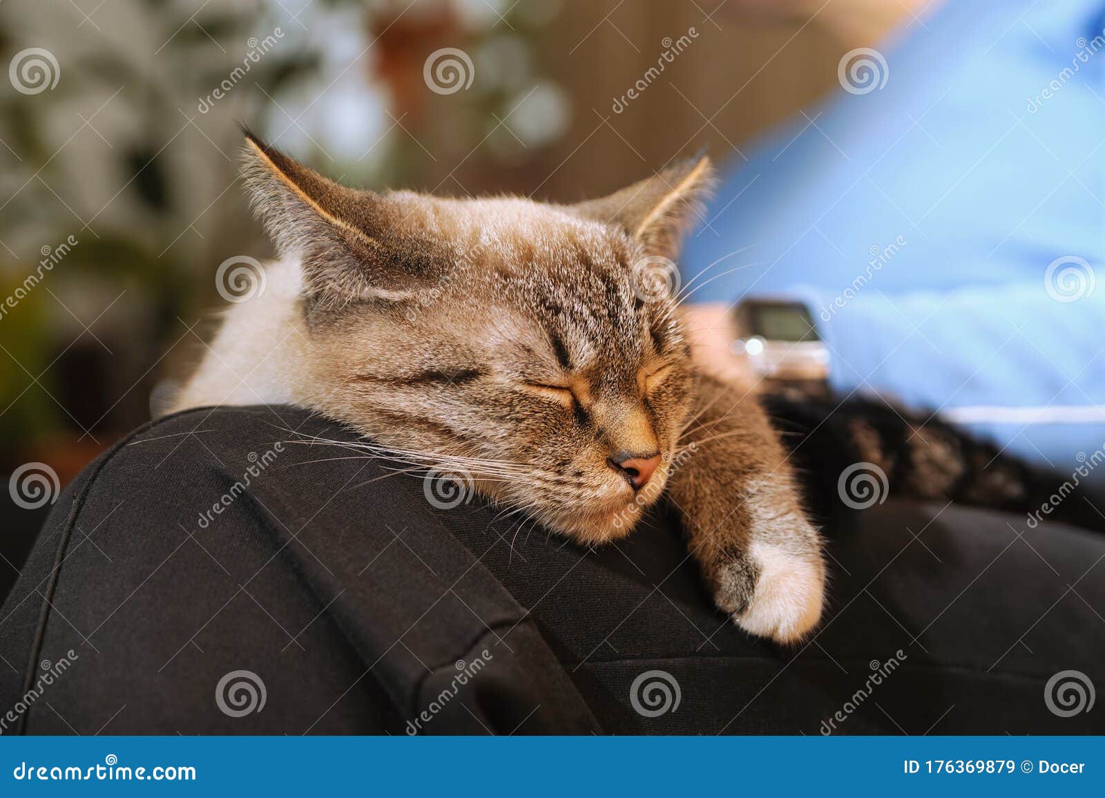 Cat sleep on a woman knees stock image. Image of somnolence 176369879