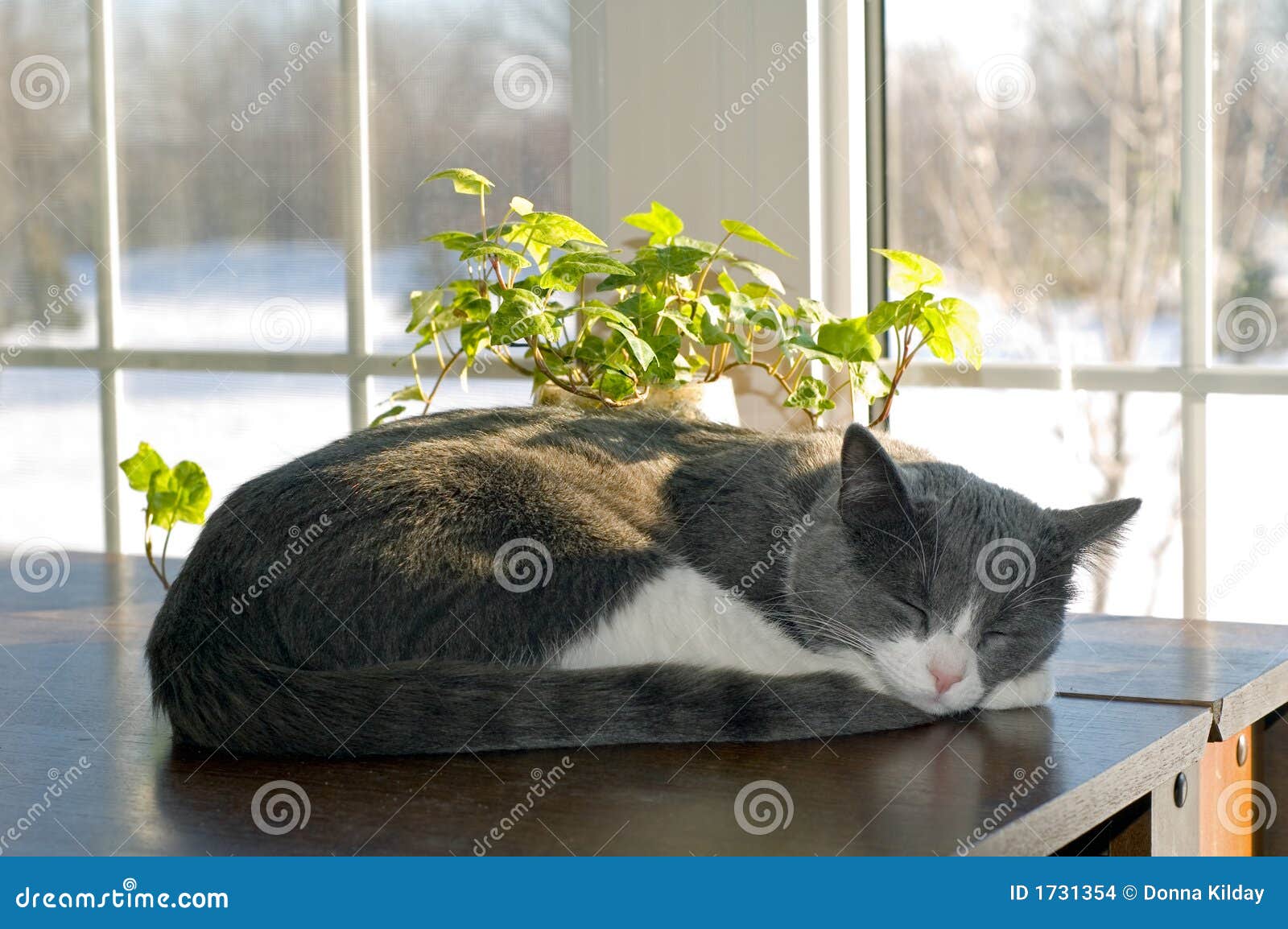 Cat Sleeping stock photo. Image of peace, sunshine, sleeping 1731354