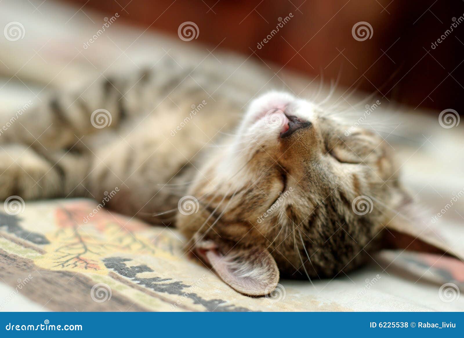 Cat sleeping stock photo. Image of sleeping, meow, cute 6225538