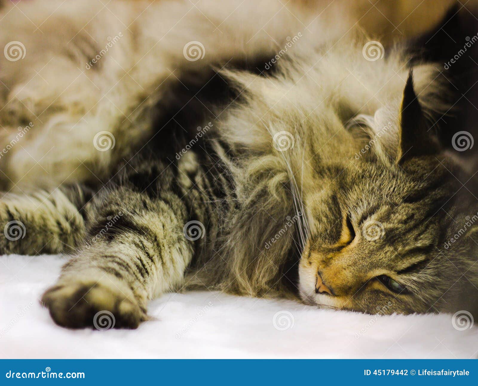 30,232 Sleeping Animals Stock Photos - Free & Royalty-Free Stock Photos  from Dreamstime
