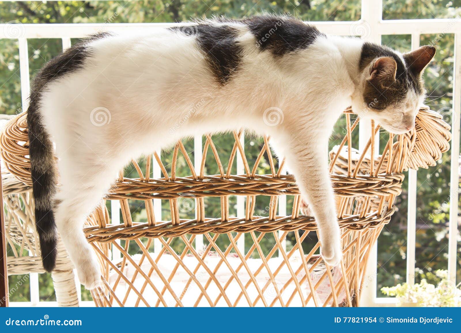 The Cat Sleeping on the Back of Wicker Chair Stock Photo Image of