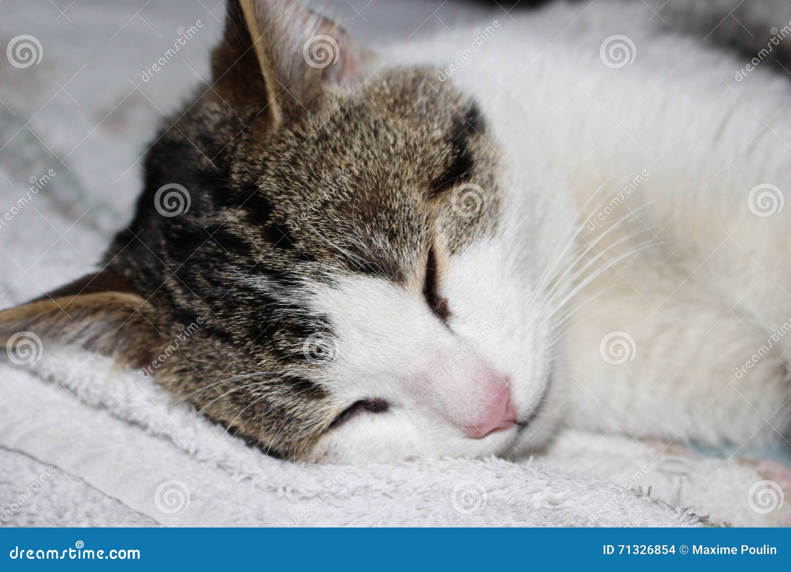 Cat sleeping stock photo. Image of mammals, cats, animal 71326854