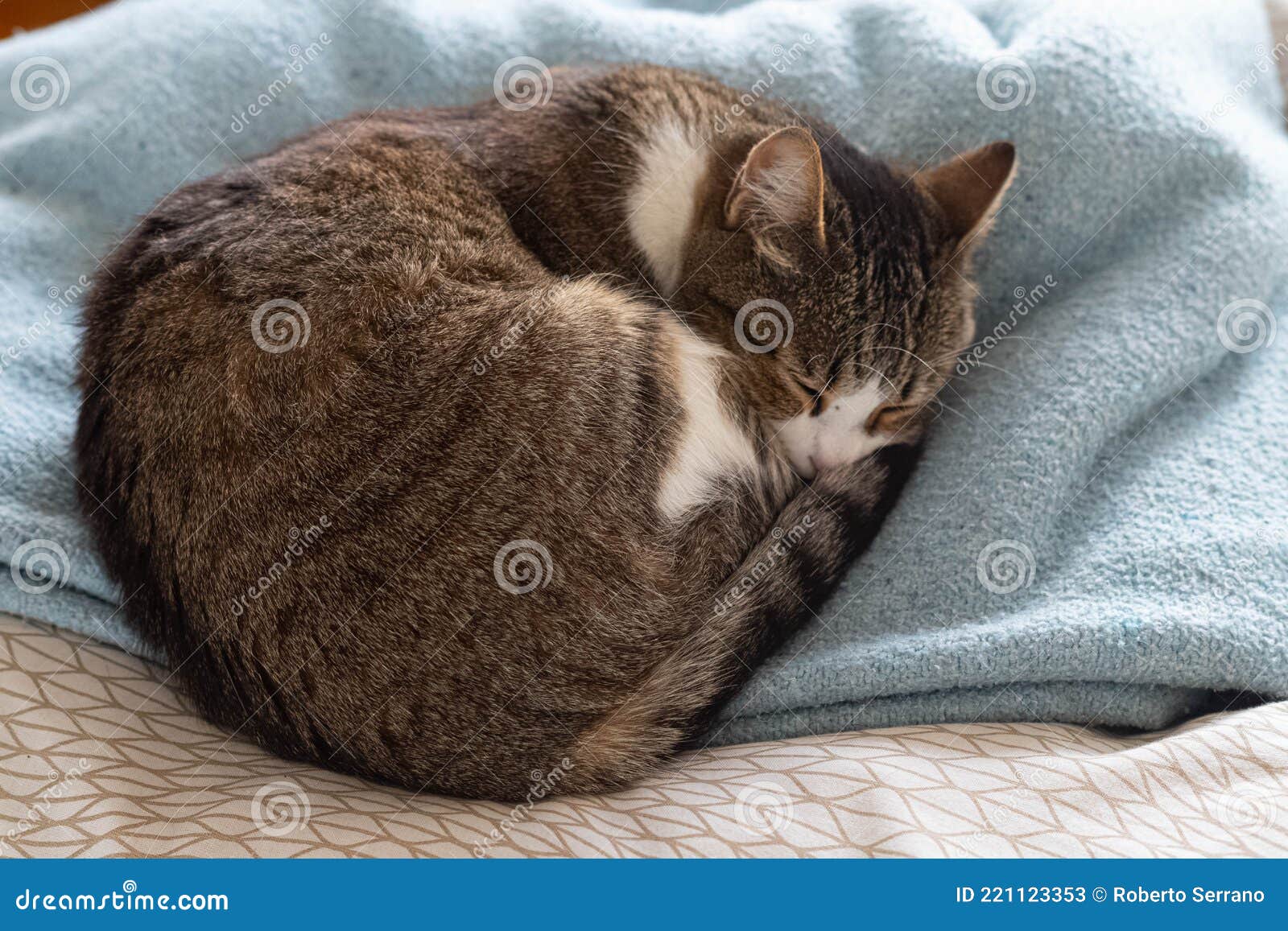 Cat Sleeping Comfortably on Bed Stock Image Image of adorable, feline