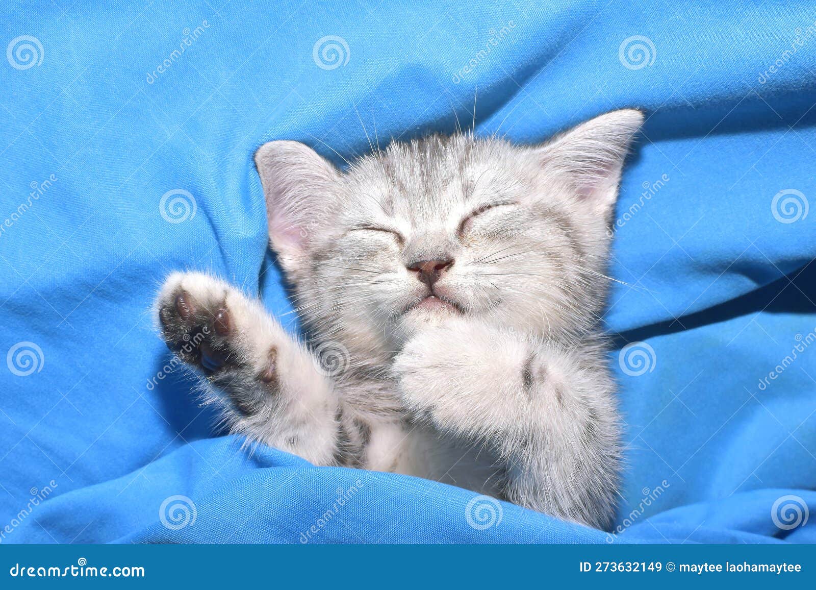 Cat is Sleeping on the Bed. Stock Image Image of relax, adorable