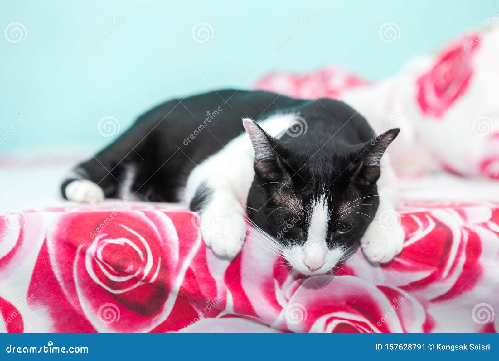 A cat is sleeping on bed stock image. Image of sleep 157628791