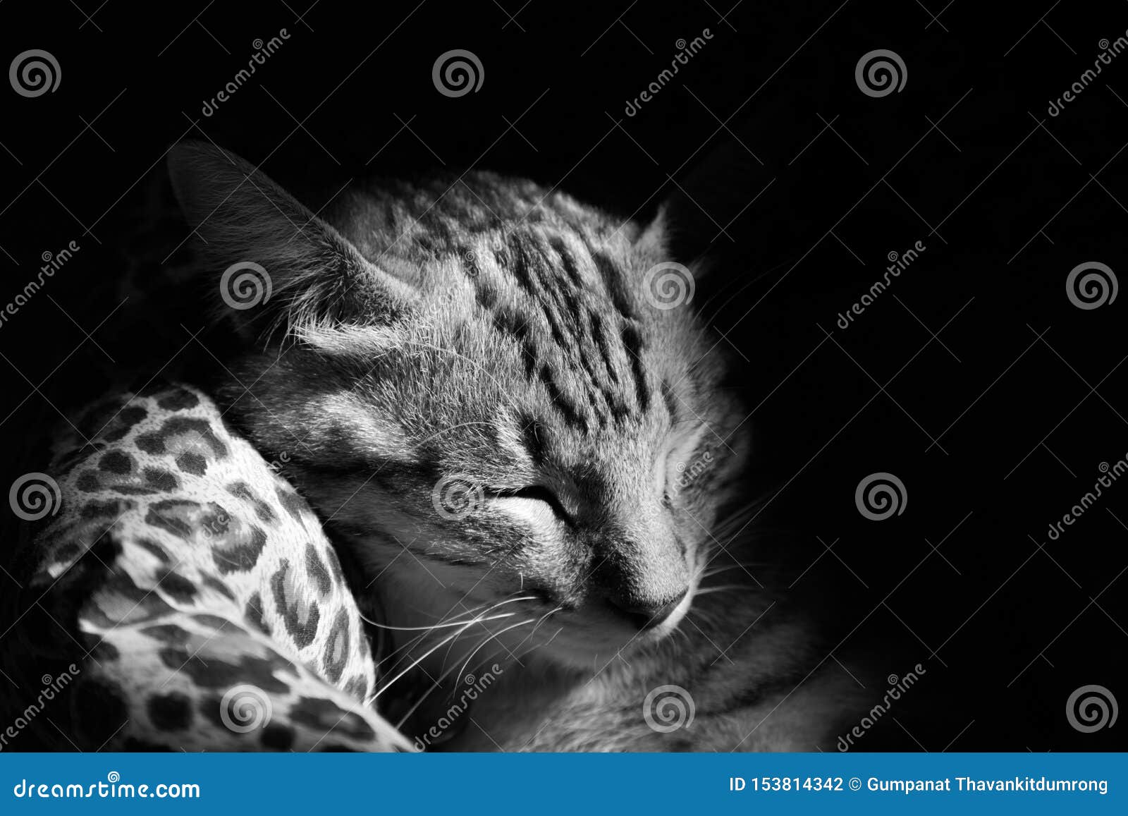 Tabby Cat Sleeping in the Cat Bed with Morning Sunlight at Summertime
