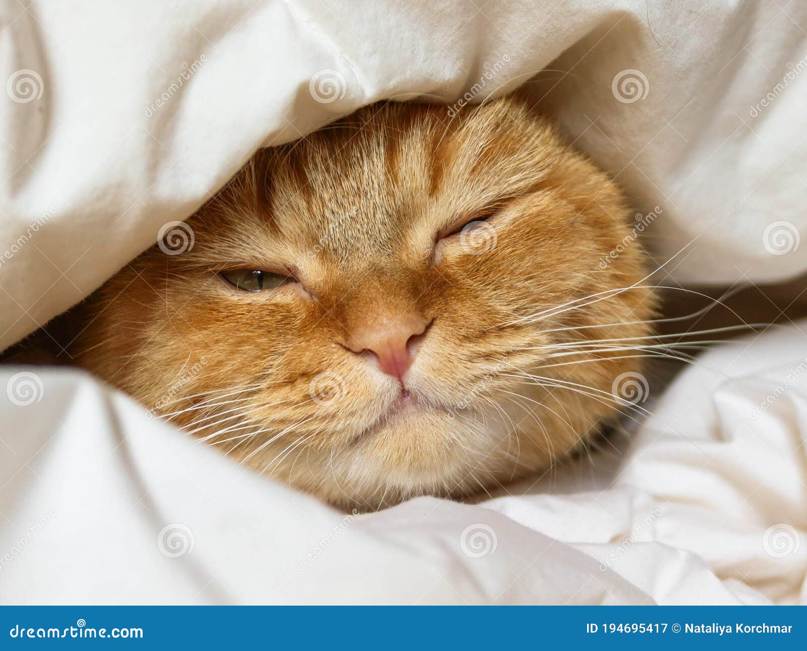 112 Sleeping Cat One Eye Open Stock Photos - Free & Royalty-Free Stock  Photos from Dreamstime
