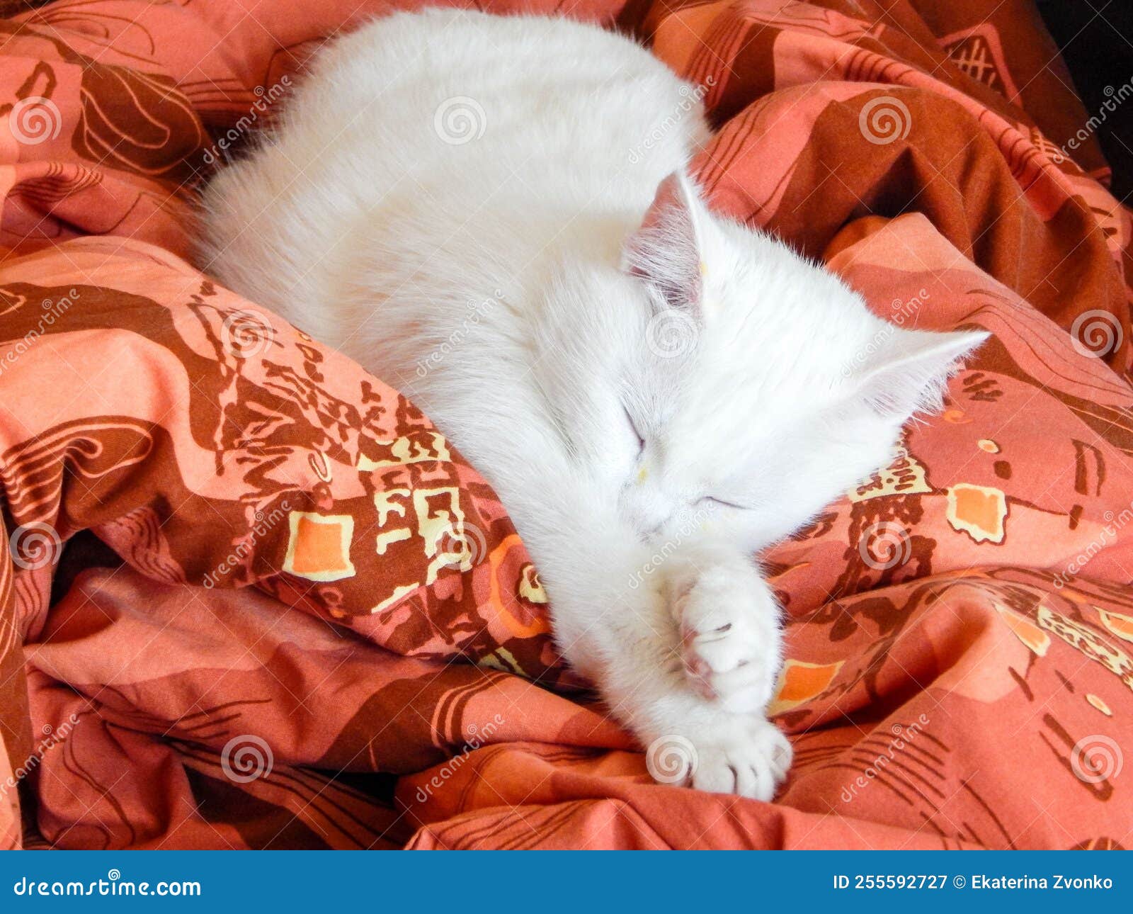 Cat sleeping on the bed stock image. Image of kitty 255592727