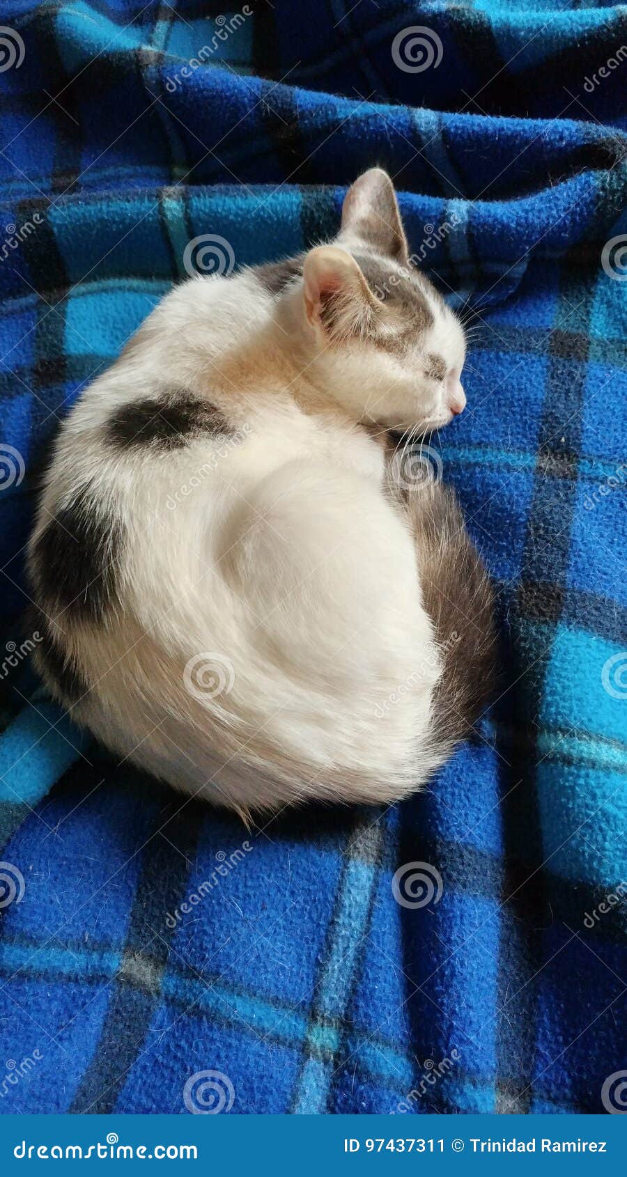 Cat stock image. Image of sleeping, blanket, fleece 97437311