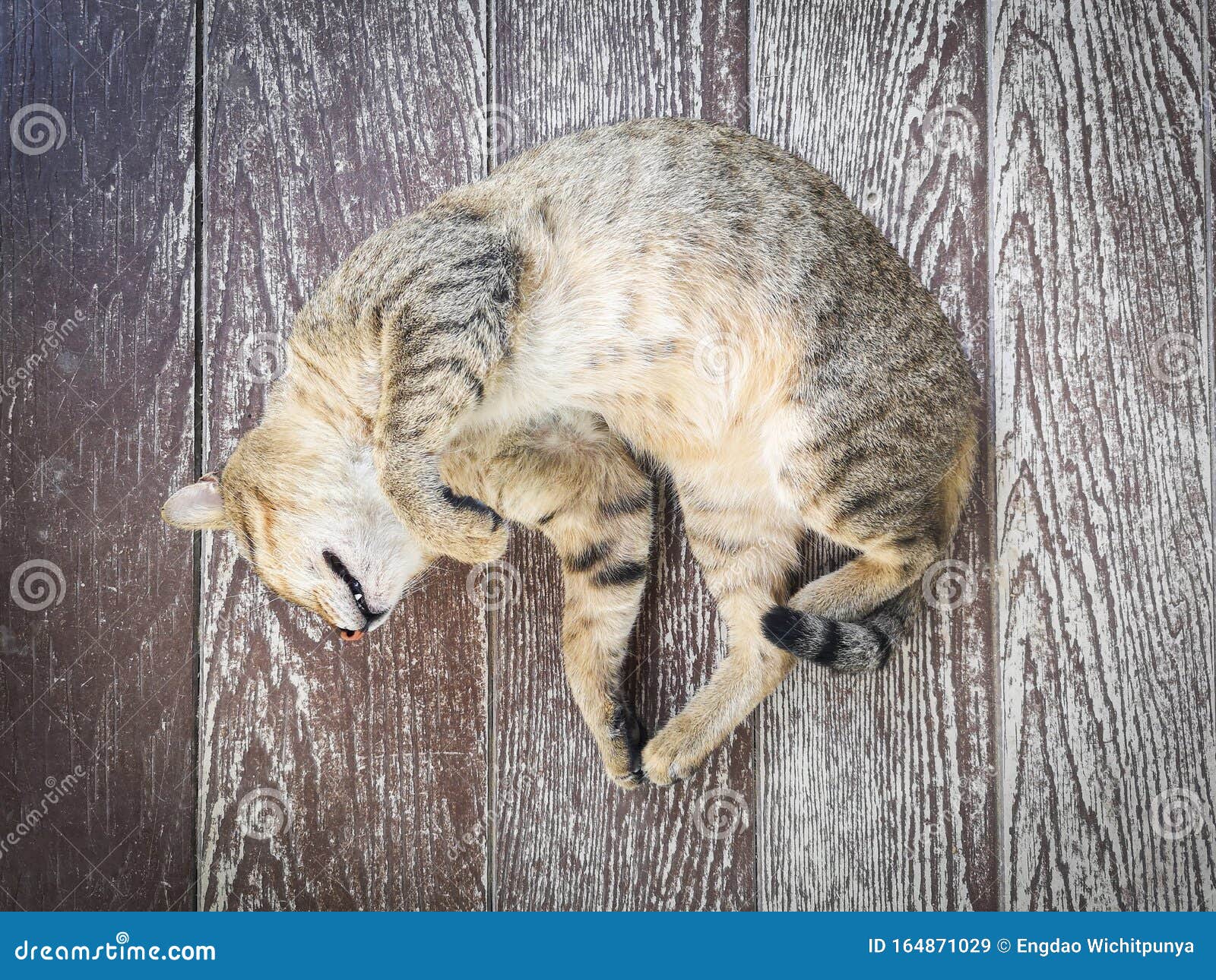 Cat Sleeping Brown Ginger Kitten Sleeping On Wooden Floor Stock