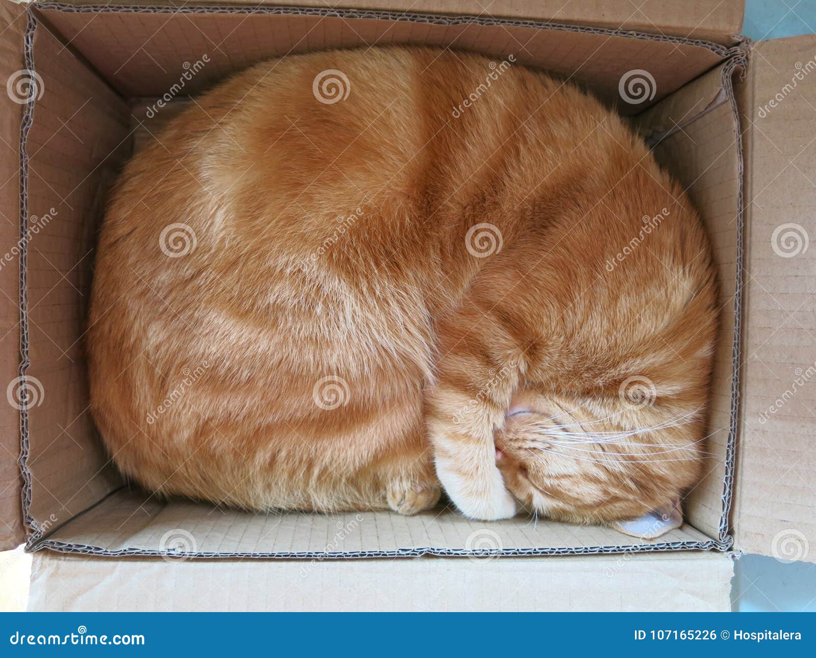 Cat Sleeping in Cardboard Box Stock Photo Image of domesticated