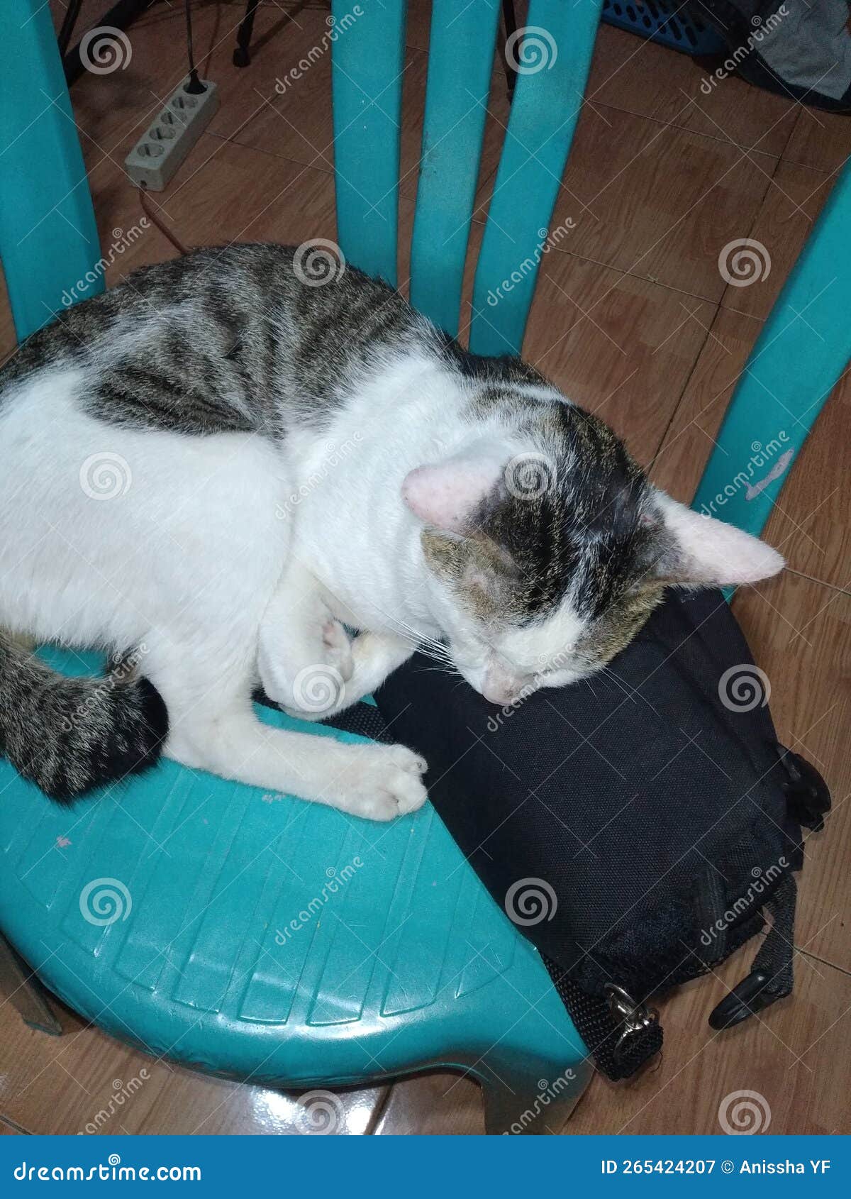 Cat Sleeping on the chair stock image. Image of chair 265424207