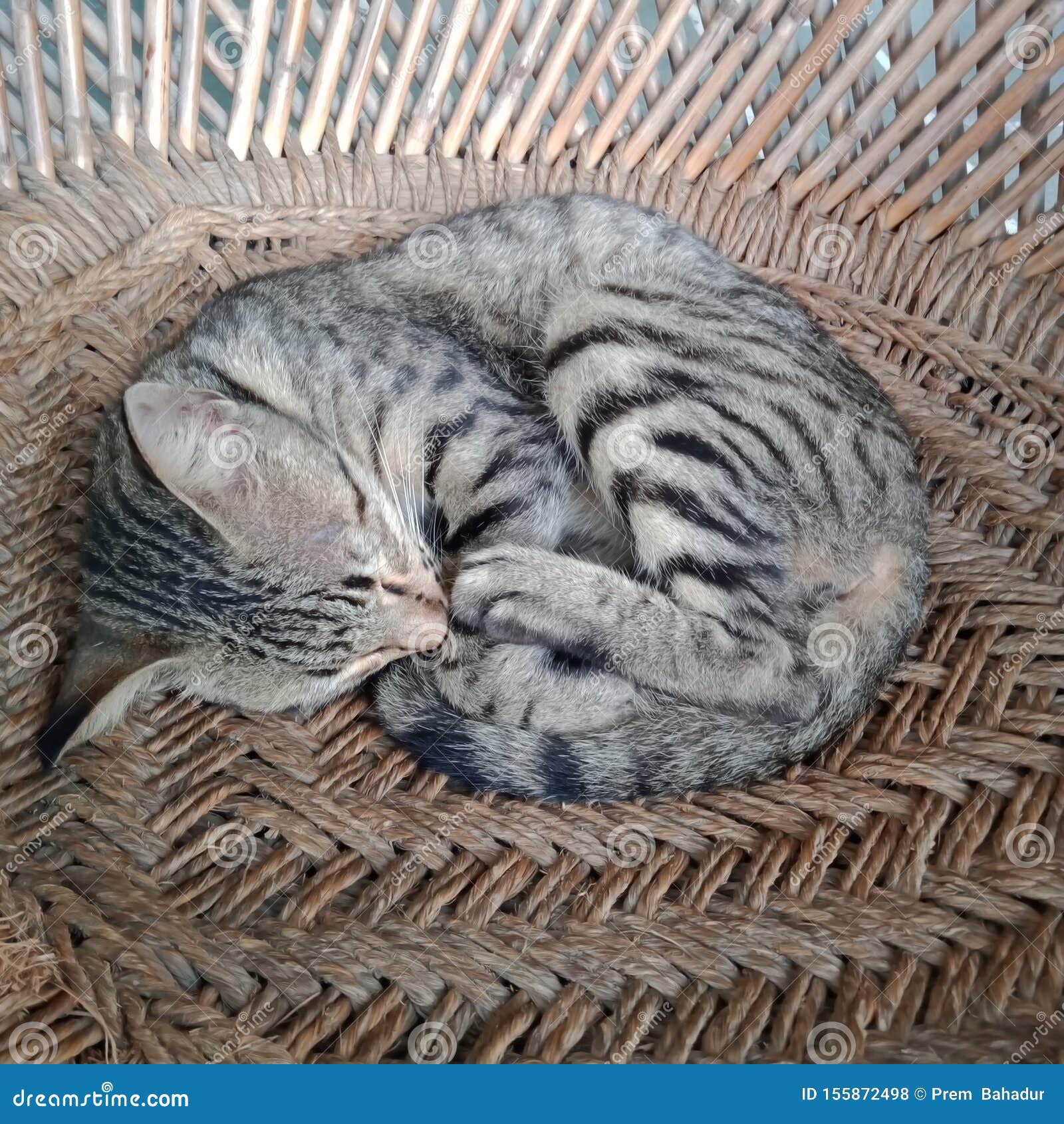 Cat sleeping on the chair stock photo. Image of cute 155872498