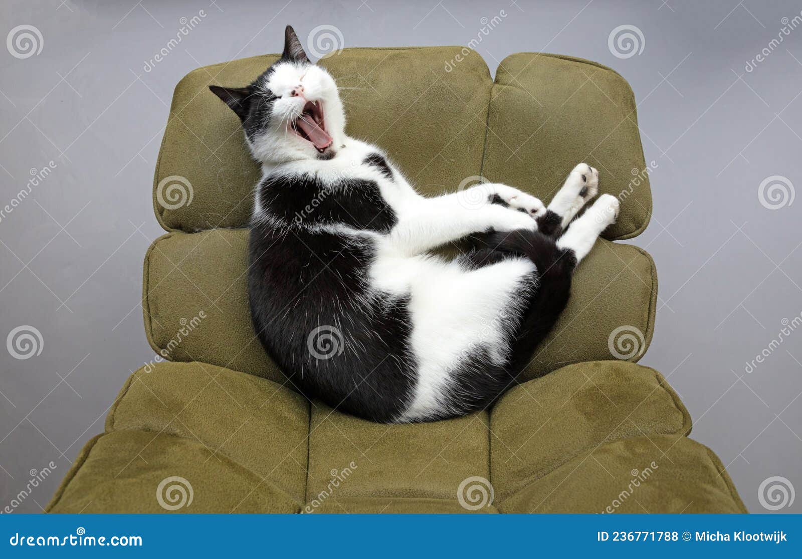 Cat sleeping on a chair stock photo. Image of interior 236771788