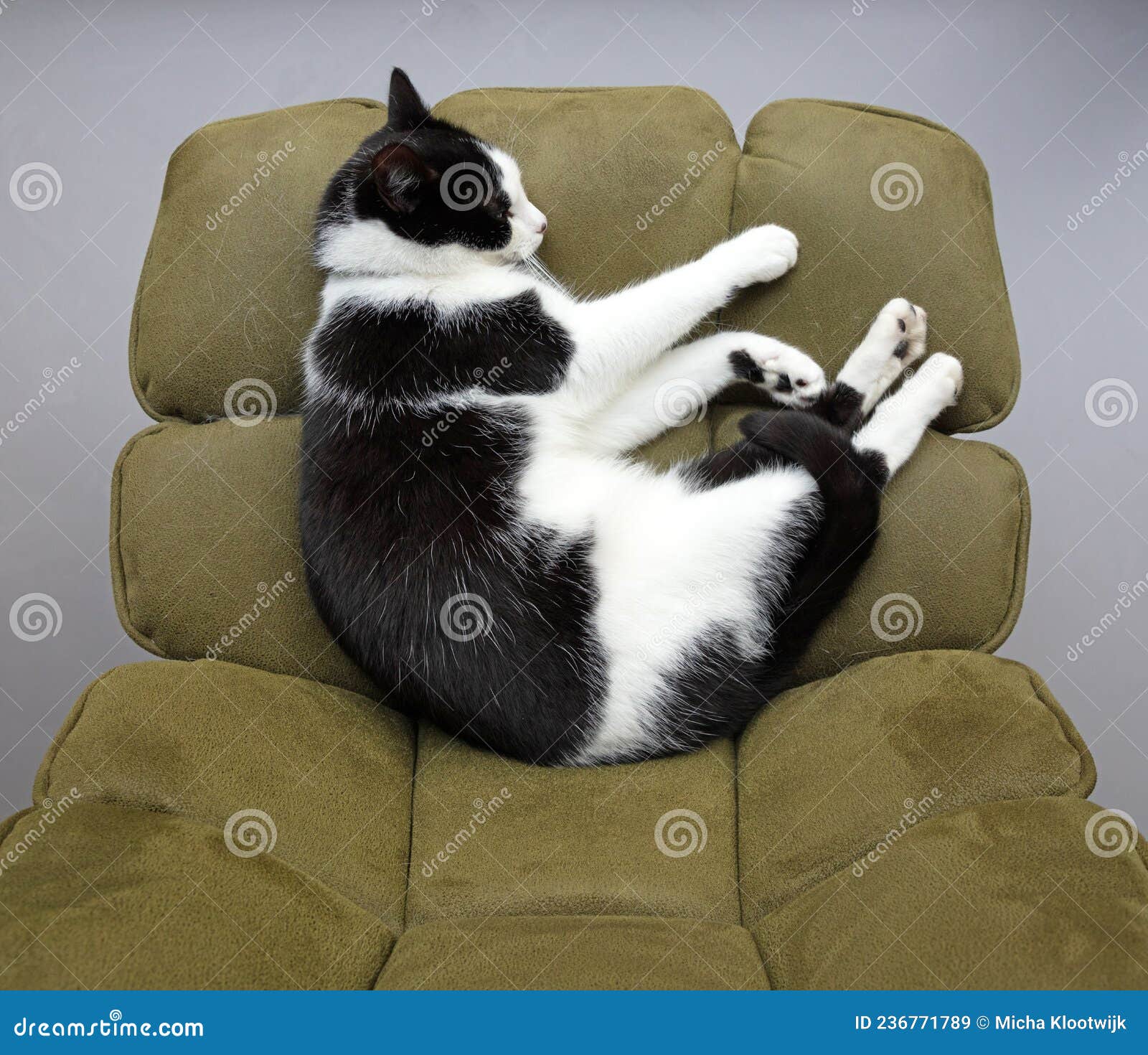 Cat sleeping on a chair stock image. Image of room, allergy 236771789