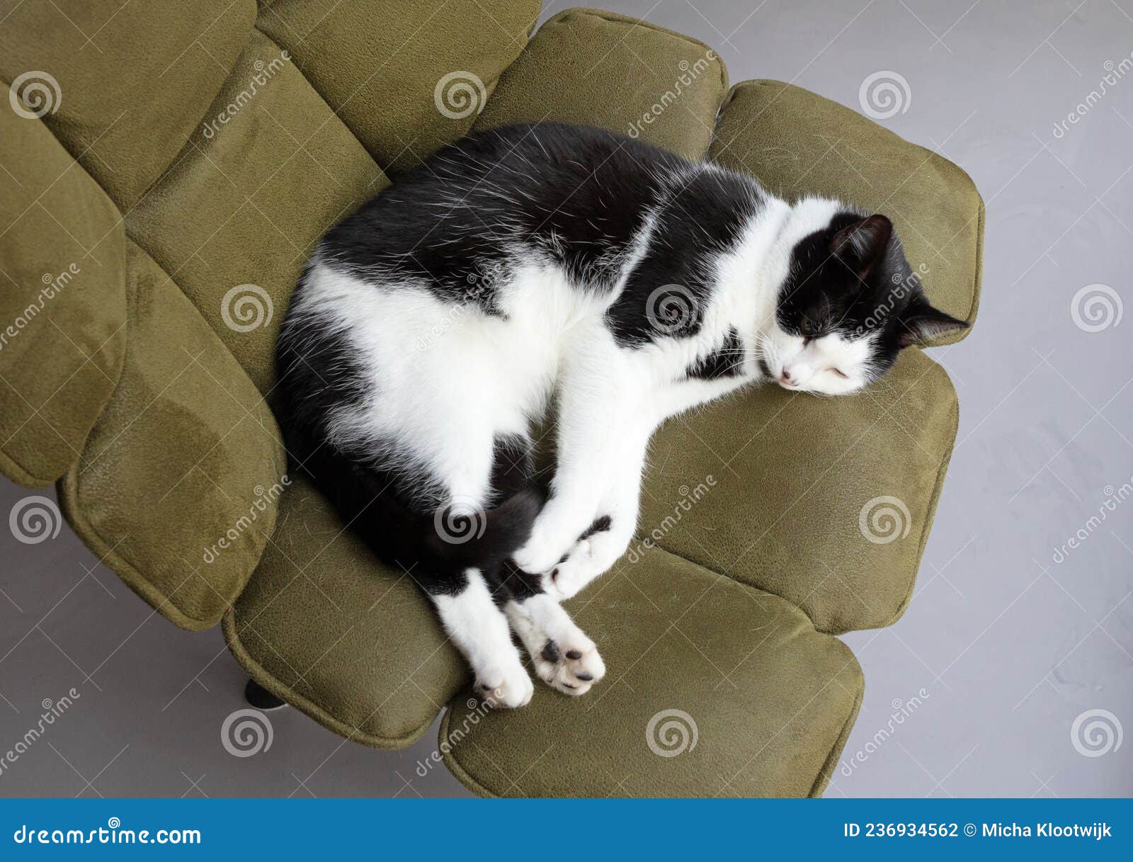Cat sleeping on a chair stock photo. Image of cute, carpet 236934562