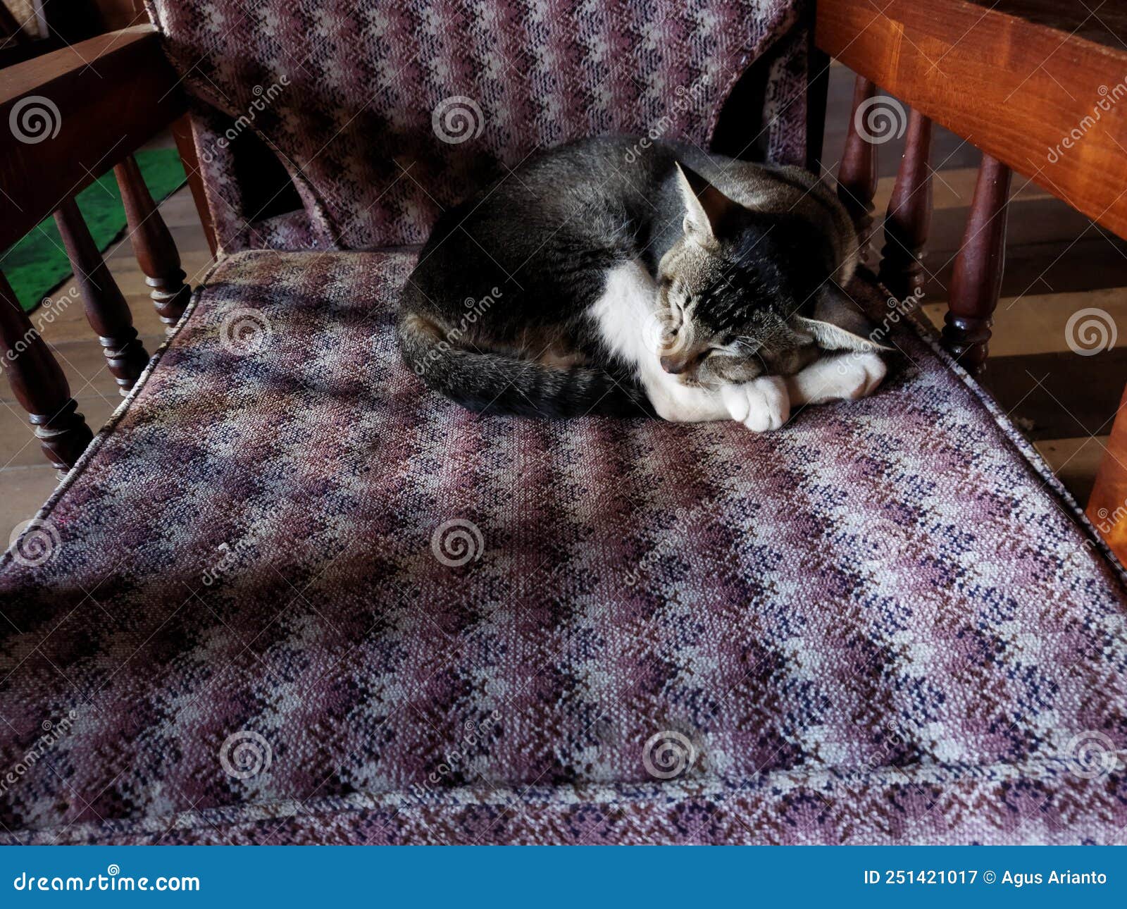 Cat sleeping on the chair stock image. Image of cute 251421017