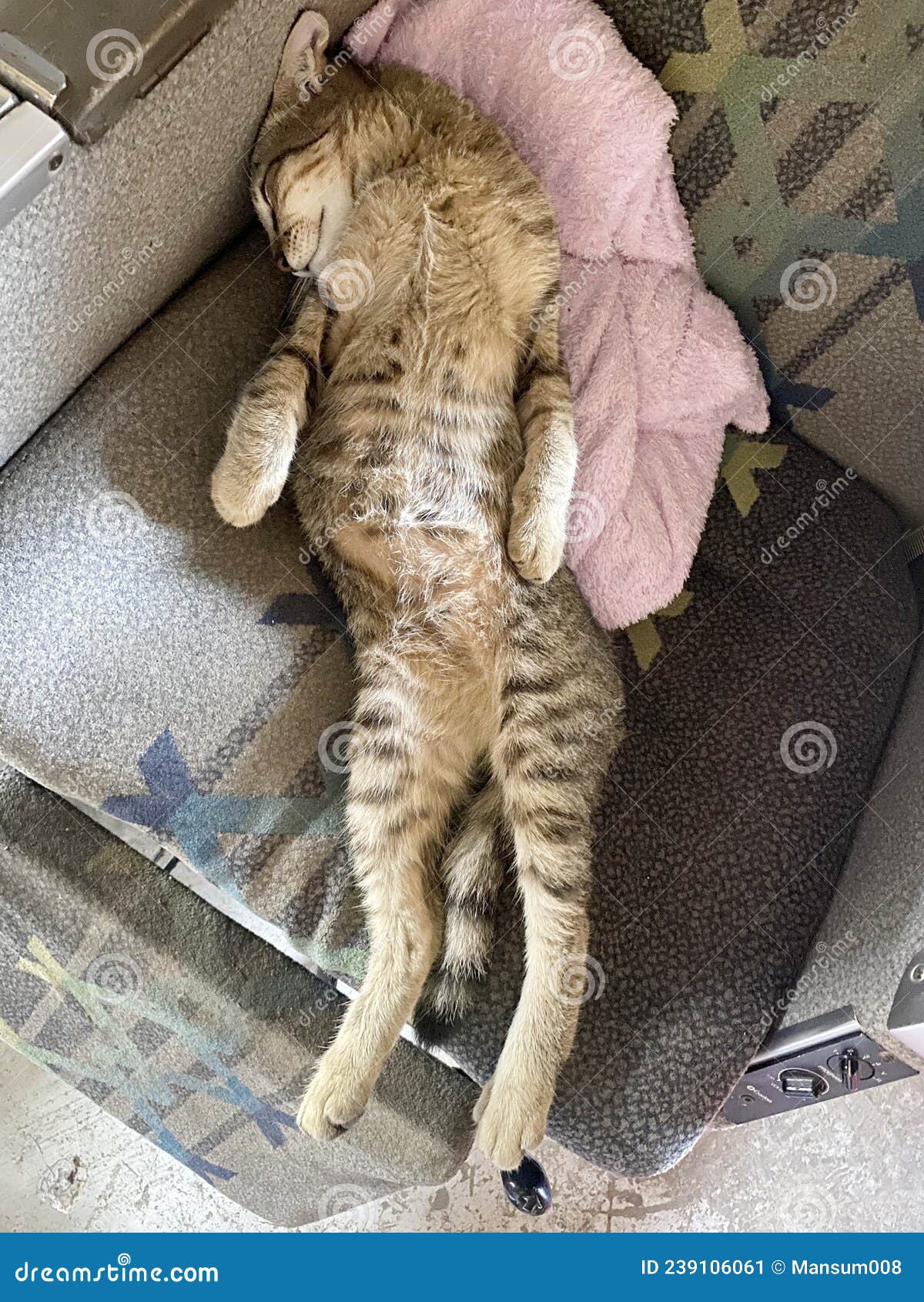 Cat sleeping on the chair stock image. Image of mammal 239106061