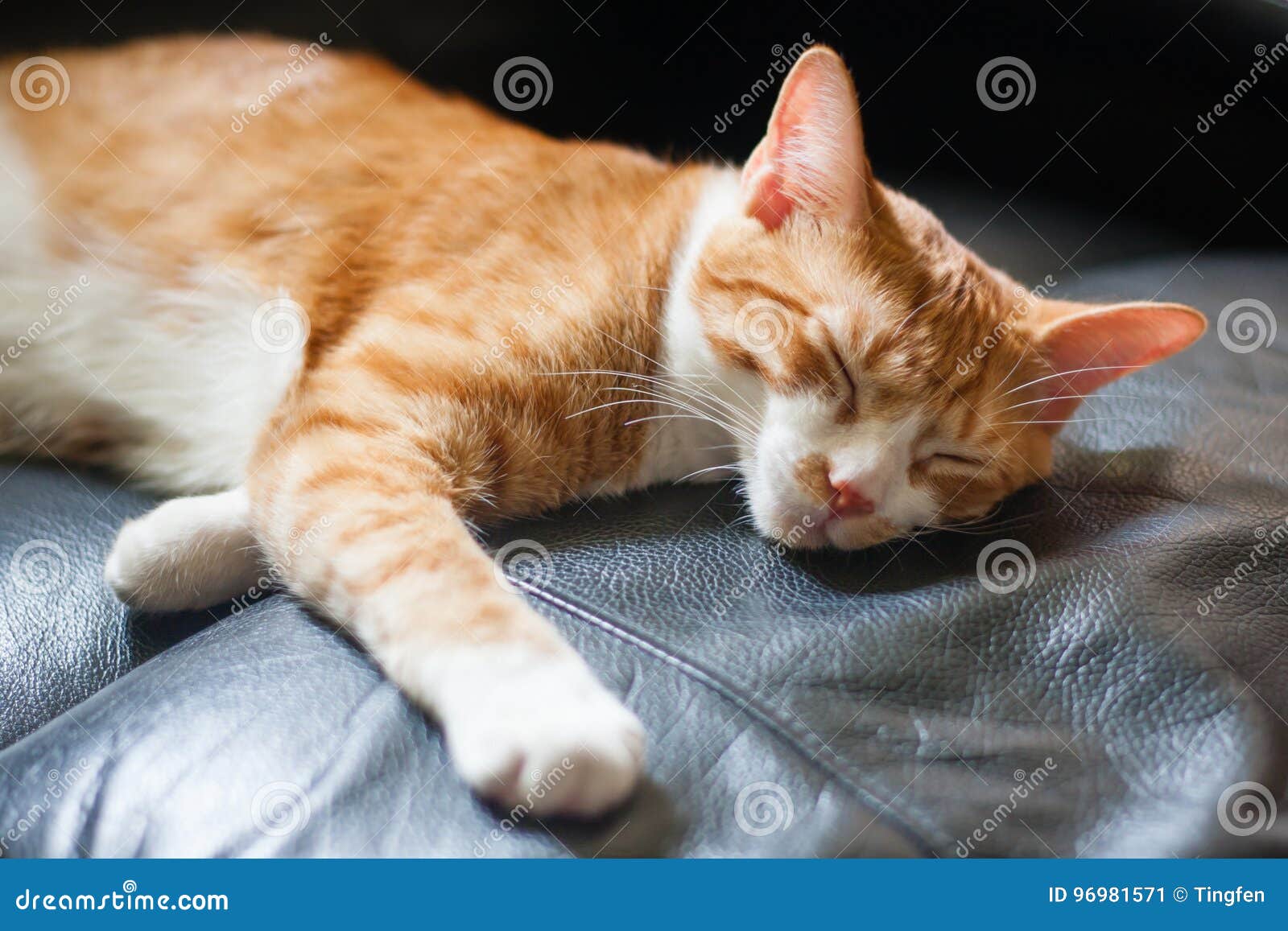Cat sleeping on chair stock image. Image of comfortable - 96981571