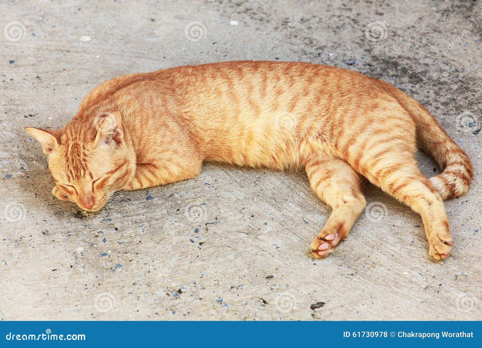 Cat Sleeping Crouch on the Floor. Stock Photo Image of cozy, home