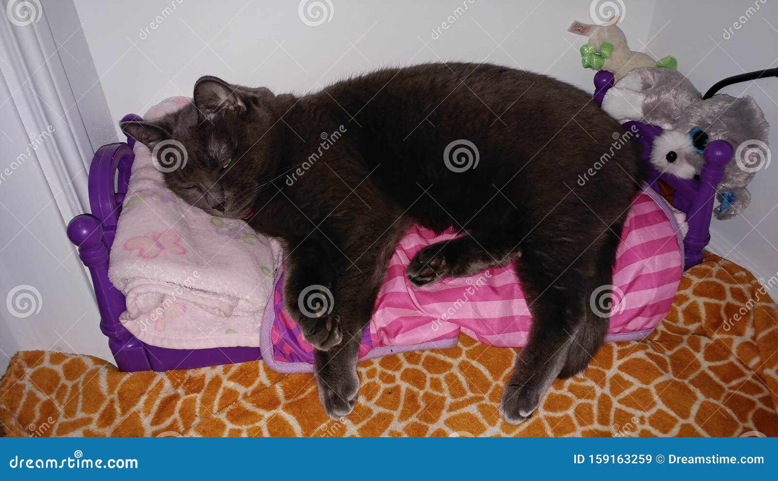 Cat sleeping in doll bed stock image. Image of sleeping 159163259