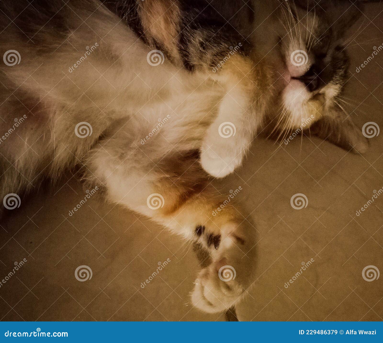 Sleeping Cat with Funny Sleeping Position Stock Image Image of home