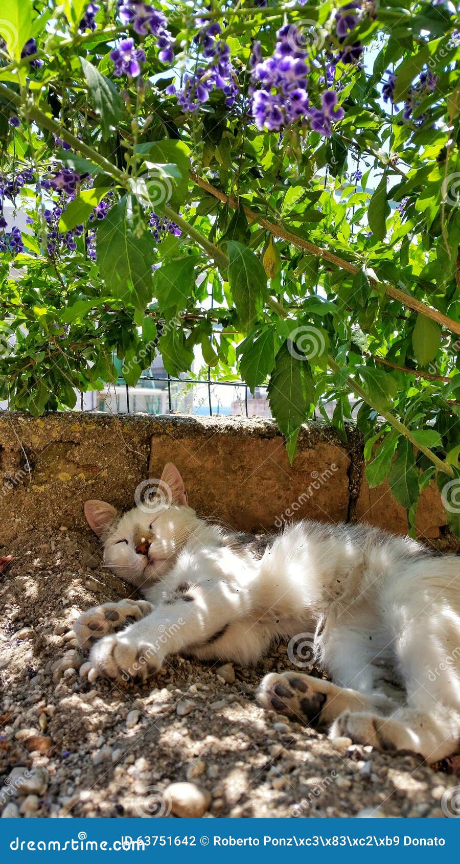 A Cat Sleeping in the Garden Stock Photo Image of summer, pants 63751642