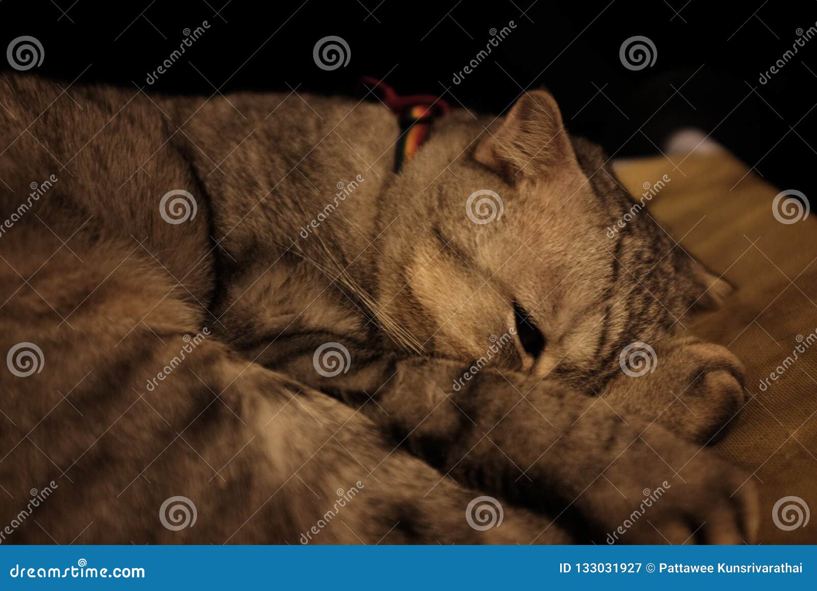Cat sleeping stock image. Image of eyes, funny, animal 133031927