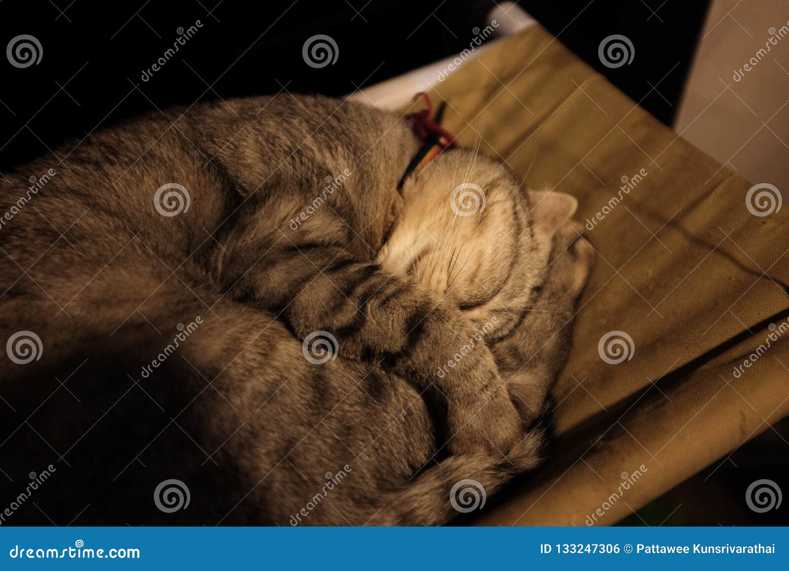Cat Sleeping in a Green Soft Cozy Stock Photo Image of home, adorable 133247306