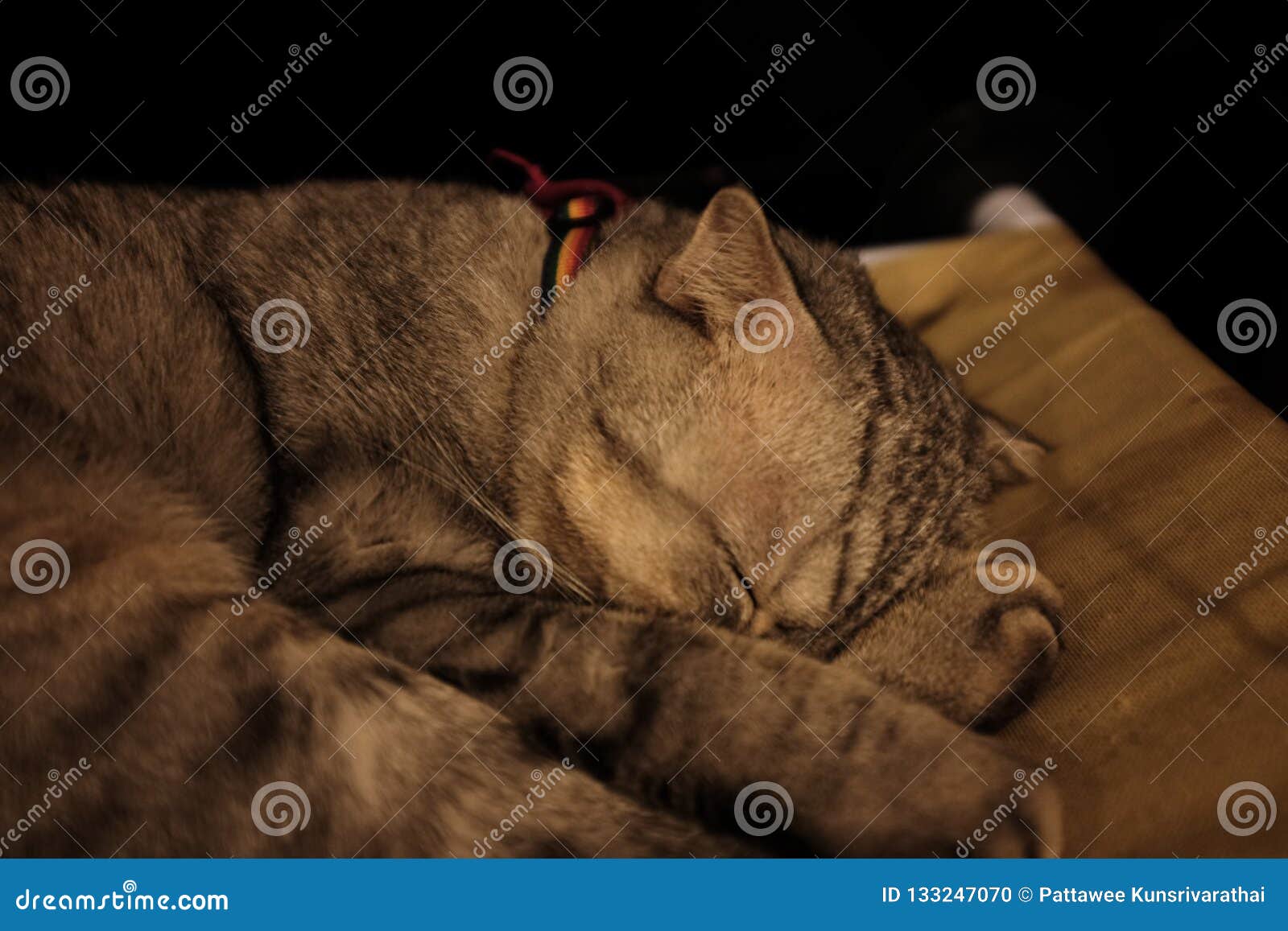 Cat Sleeping in a Green Soft Cozy Sofa Stock Photo Image of cute, eyes 133247070