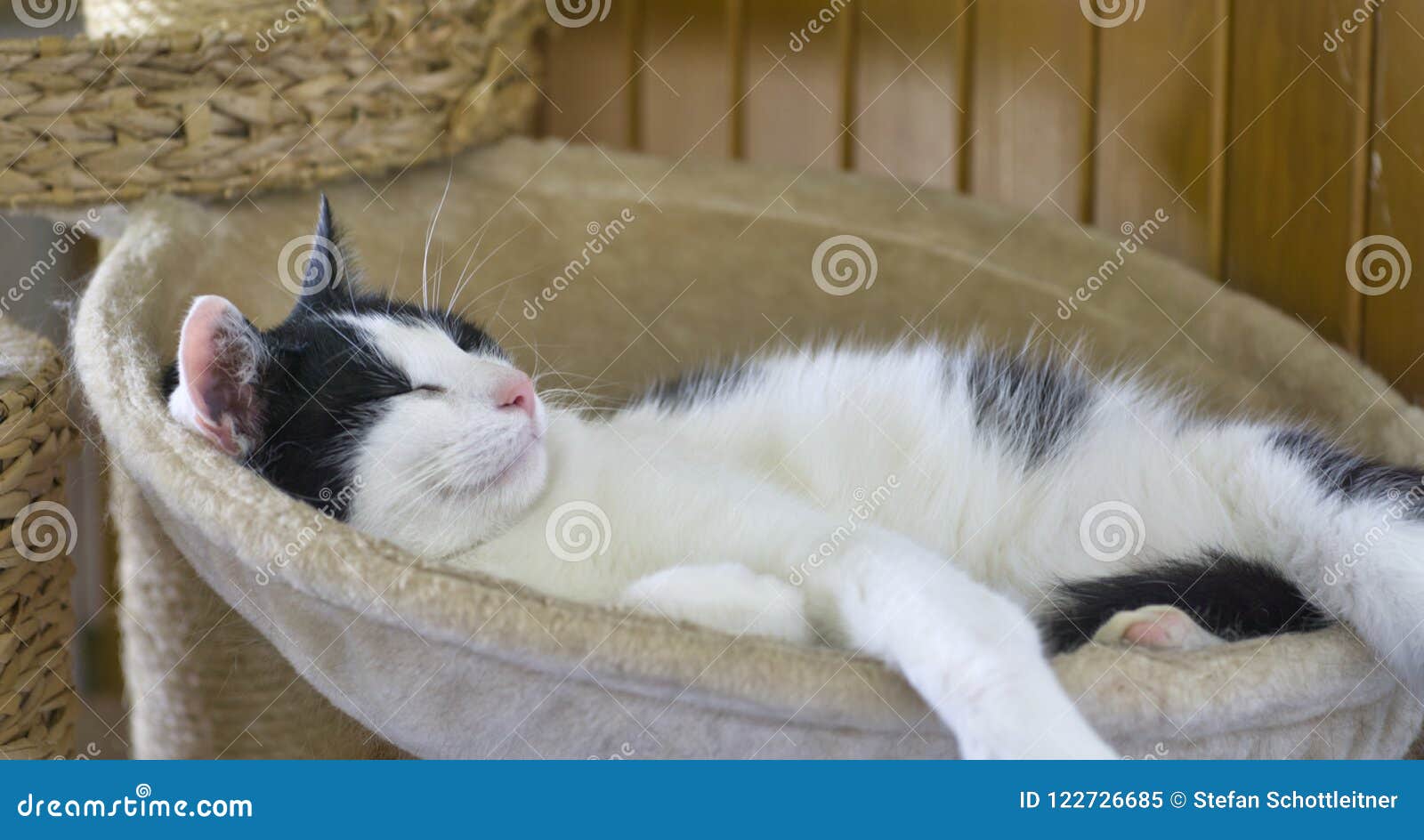 The Cat is Sleeping in His Lying Pillow Stock Image Image of care, beauty 122726685