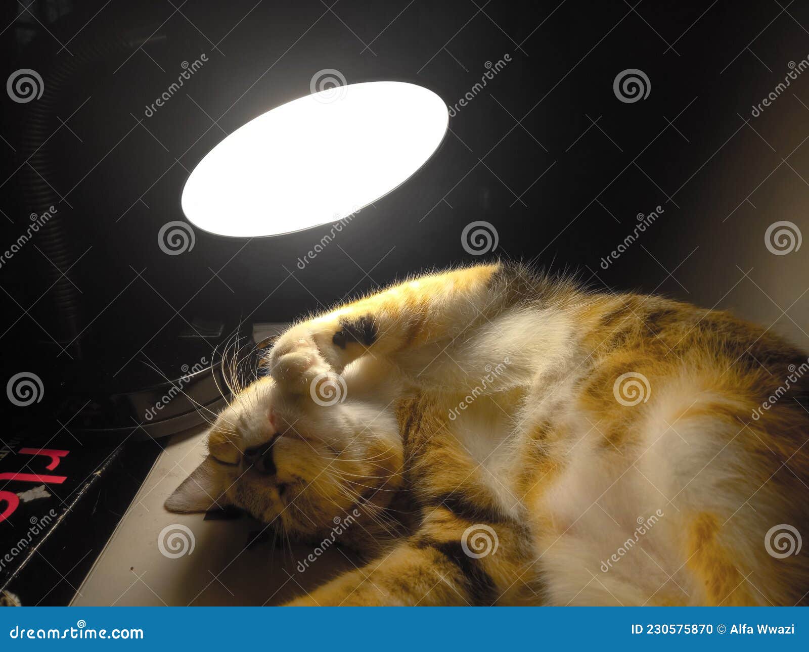 Sleeping Cat in a Dark Room Stock Photo Image of mammal, lamp 230575870