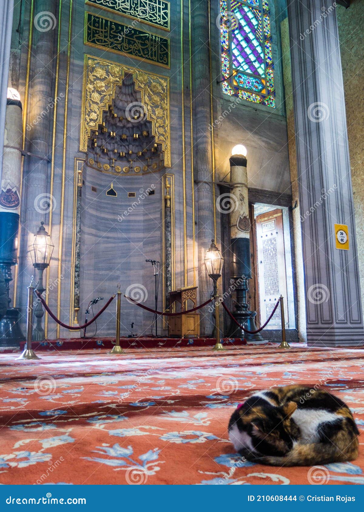 Cat sleeping or pray it stock photo. Image of black 210608444