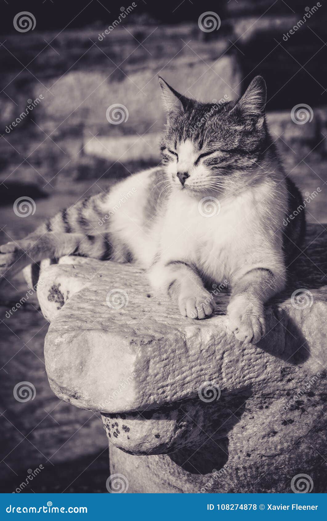 Cat Sleeping on a Rock stock photo. Image of ruin, white 108274878