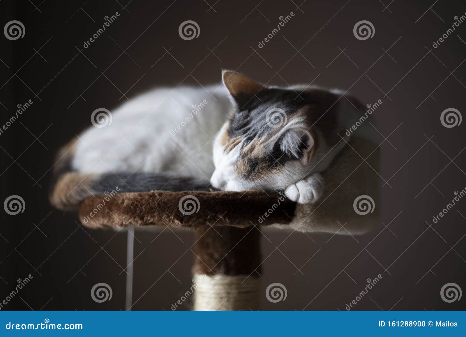 Cat Sleeping On The Scratching Post Stock Photo Image of background
