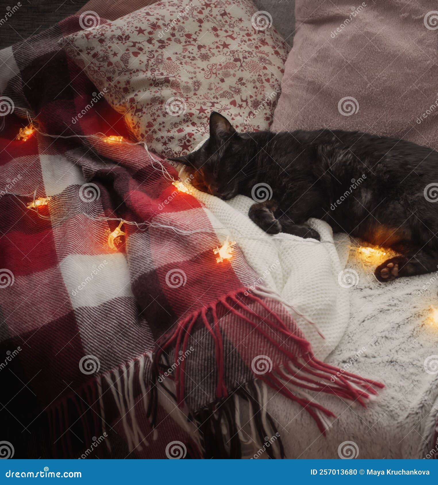 Black Cat Sleeping on Sofa among Pillows, Cozy Home Concept Stock Photo