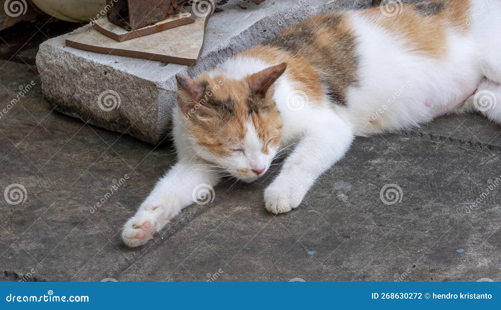 Cat Sleeping Soundly after Eating during the Day Stock Photo Image of soundly, sleeping 268630272
