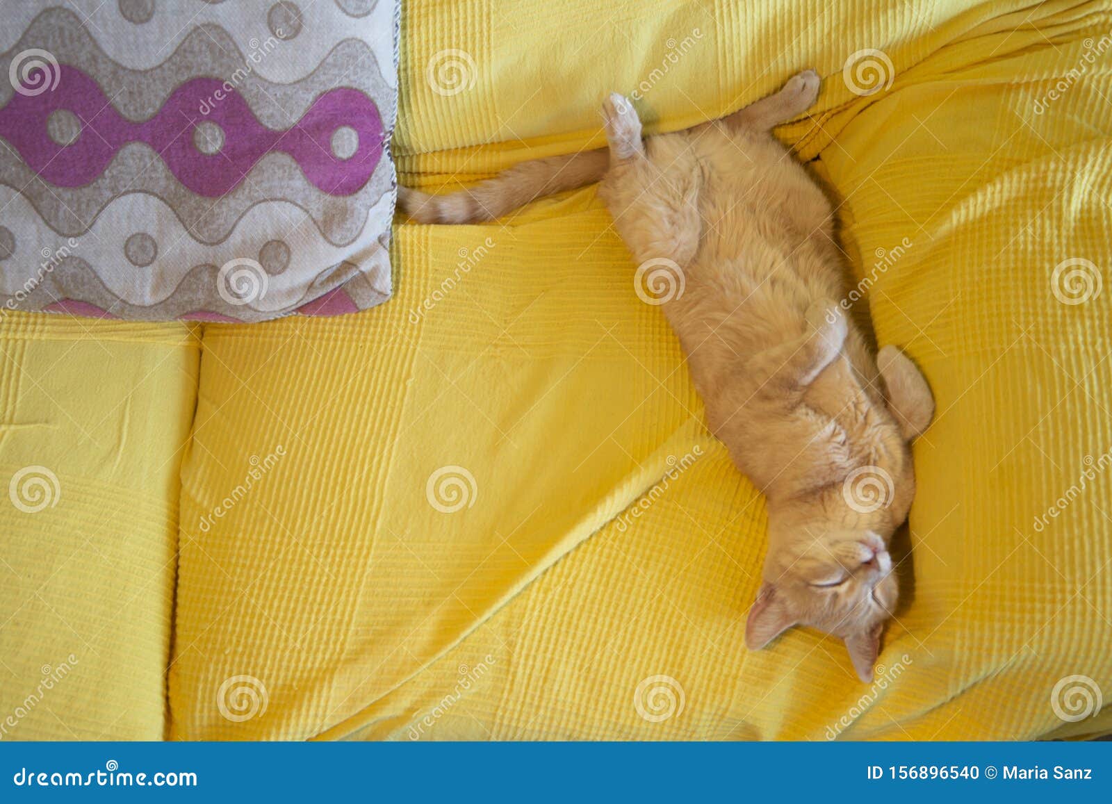 cat sleeping soundly on its back