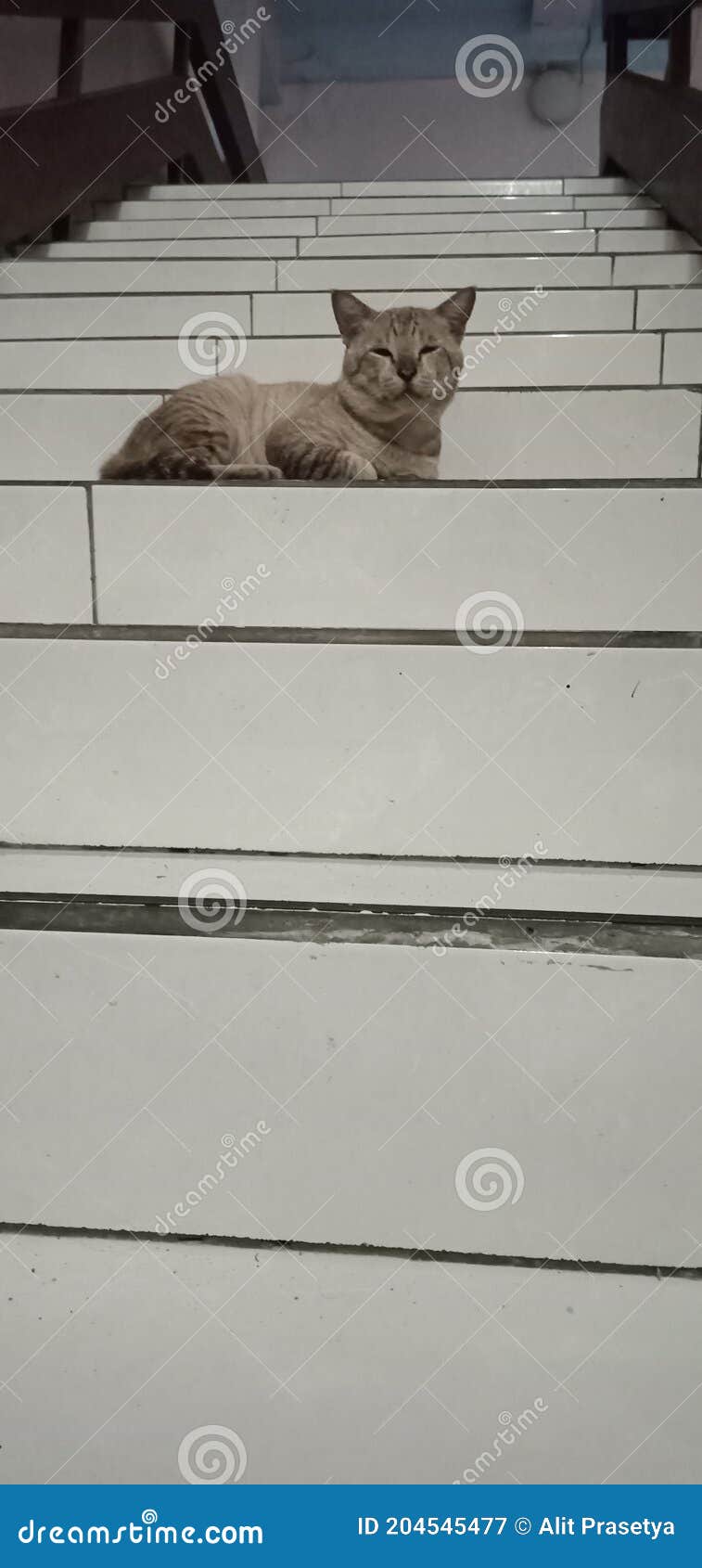 Cat is Sleeping on the Stairs Stock Image Image of white, sleeping