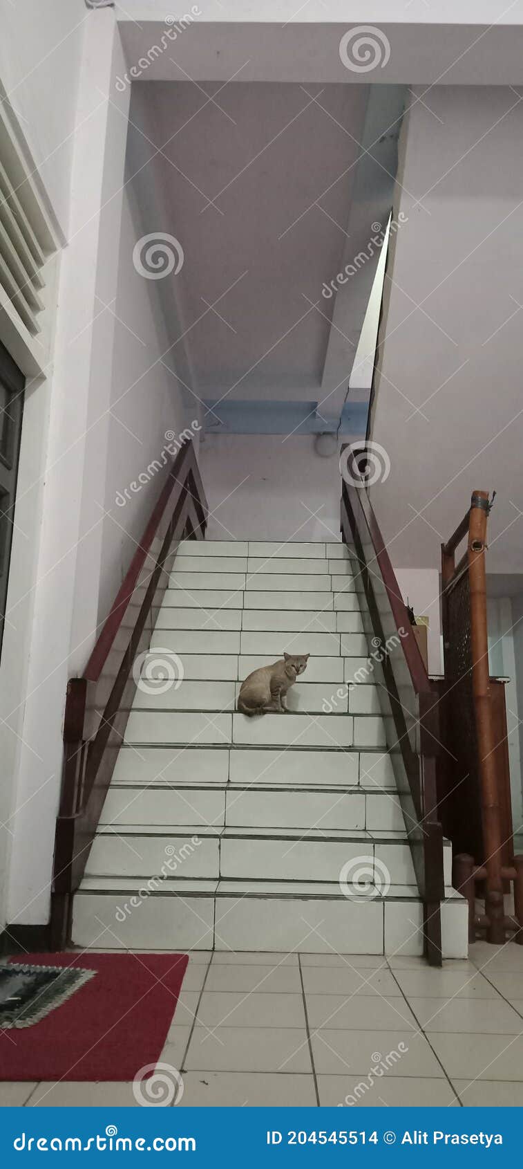 Cat is Sleeping on the Stairs Stock Photo Image of wall, stairs