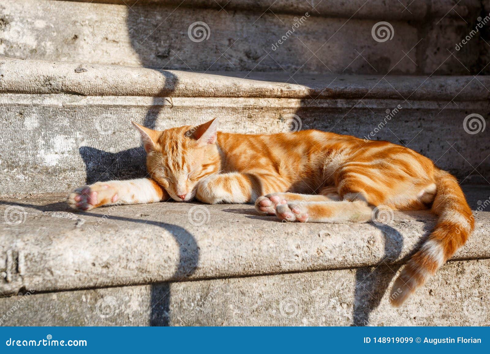Cat sleeping in the sun stock image. Image of natural 148919099