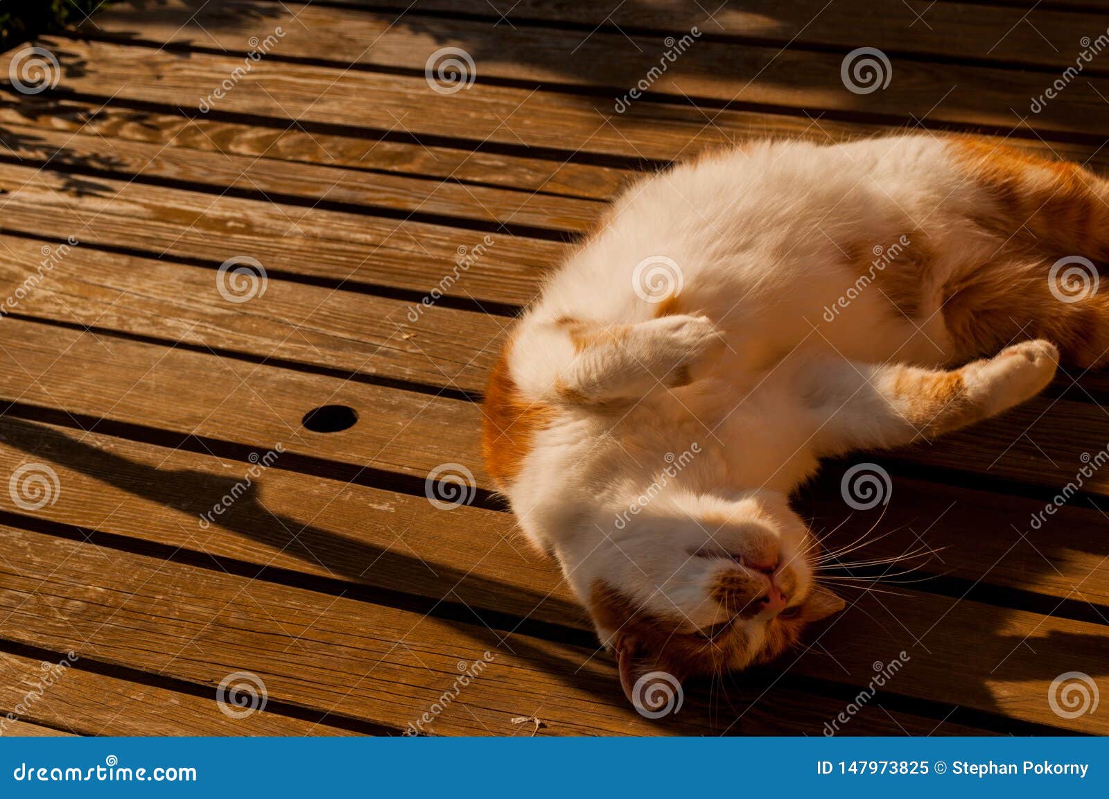 Cat sleeping on a table stock image. Image of domestic 147973825