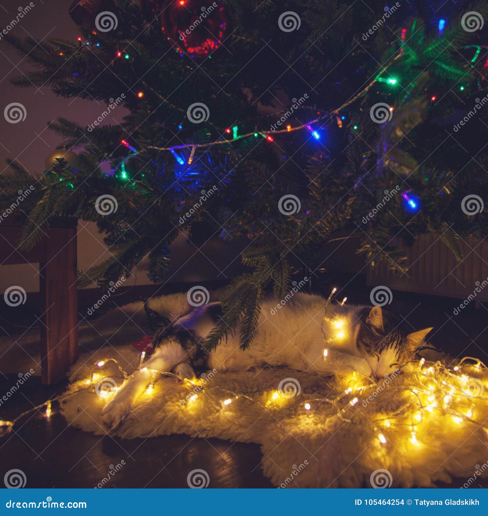 Cat Sleeping Under Christmas Tree Stock Photo Image Of