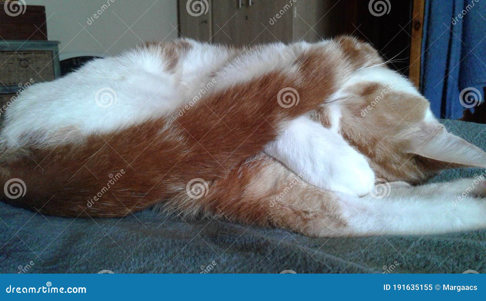 Cat Sleeping Under Tail and Paw Stock Image Image of snuggle, kitten