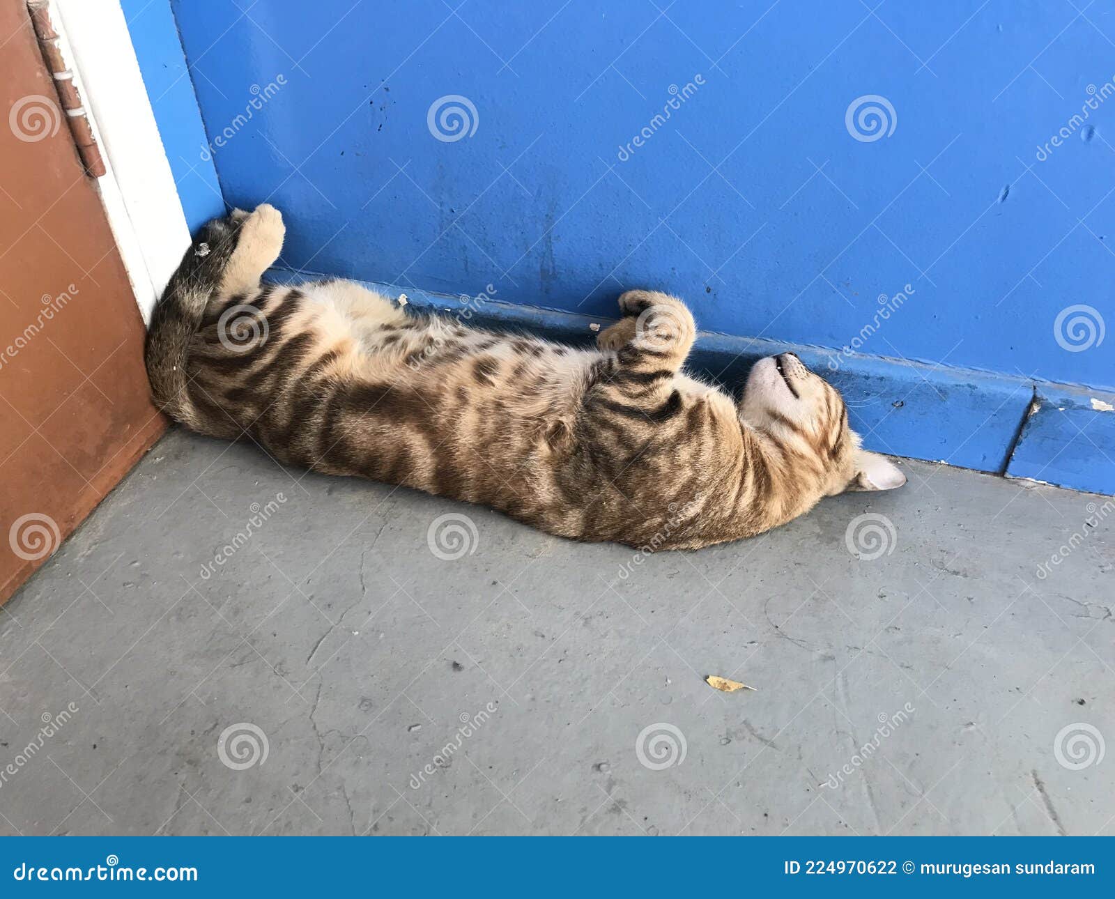 Cat Sleeping Upside Bend Down Sleeping Behind Door Corner Side May Get