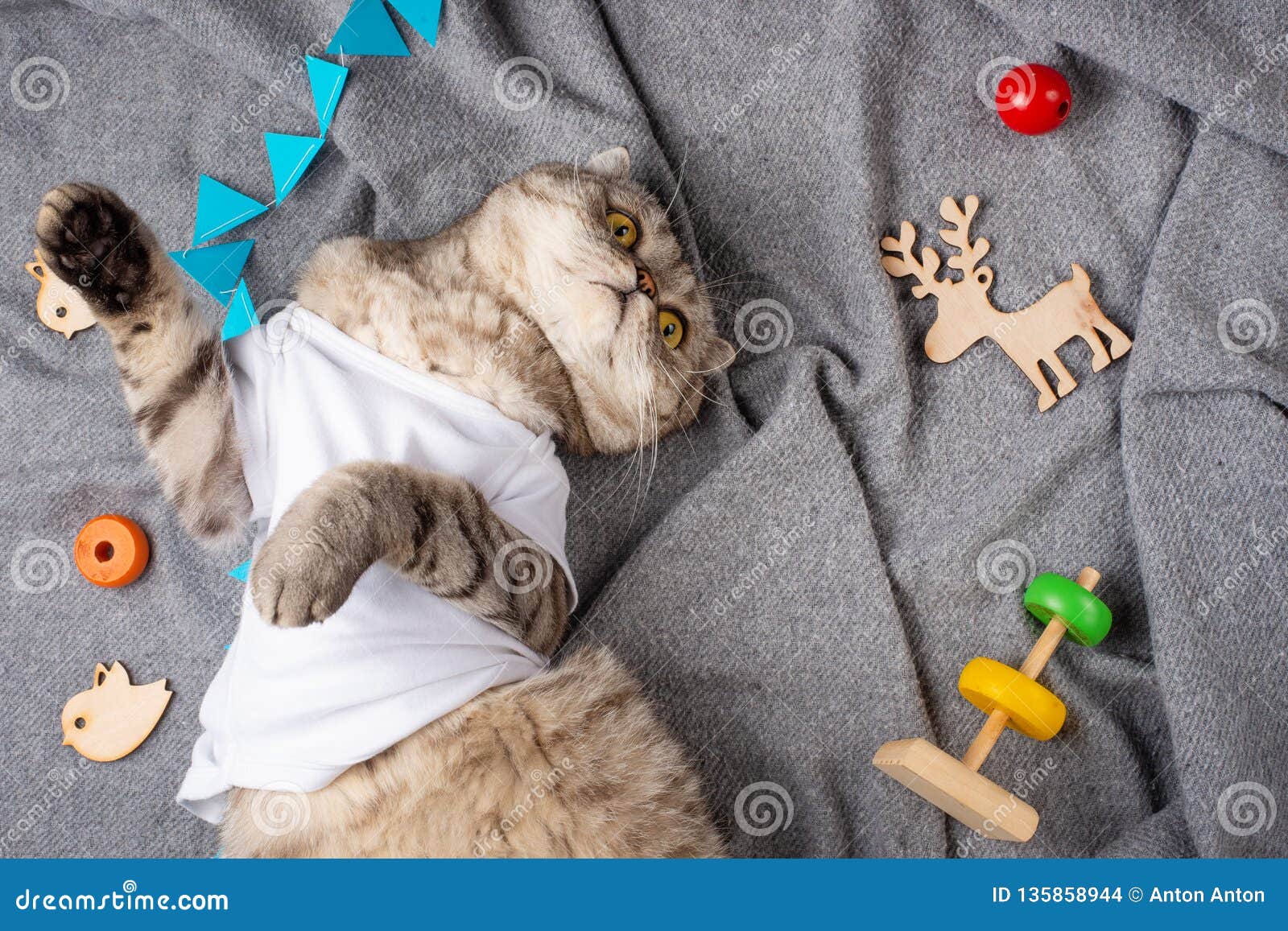 Cat Sleeping In A White T-shirt With Children`s Toys On A Gray Plaid. Sweet  Dreams And Warm Dreams,top View Stock Photo - Image of kitty, mustache:  135858944