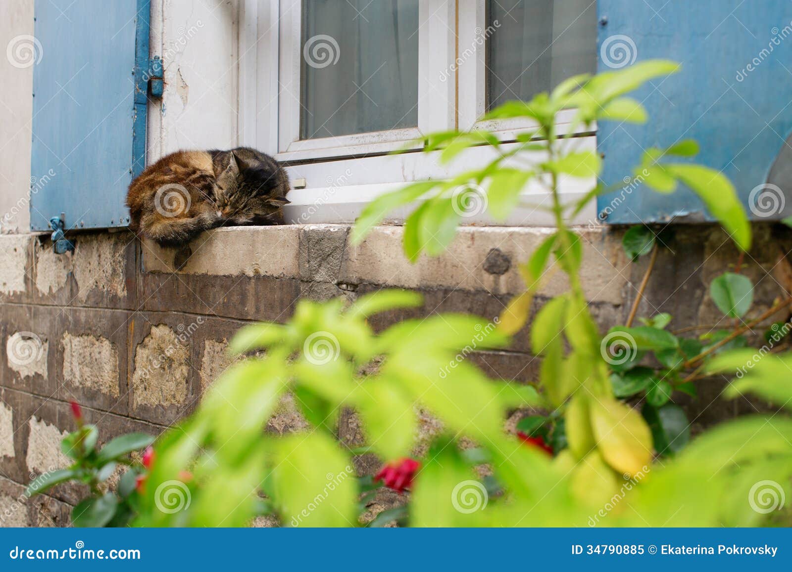 Cat Sleeping on a Window Sill Stock Image Image of animal