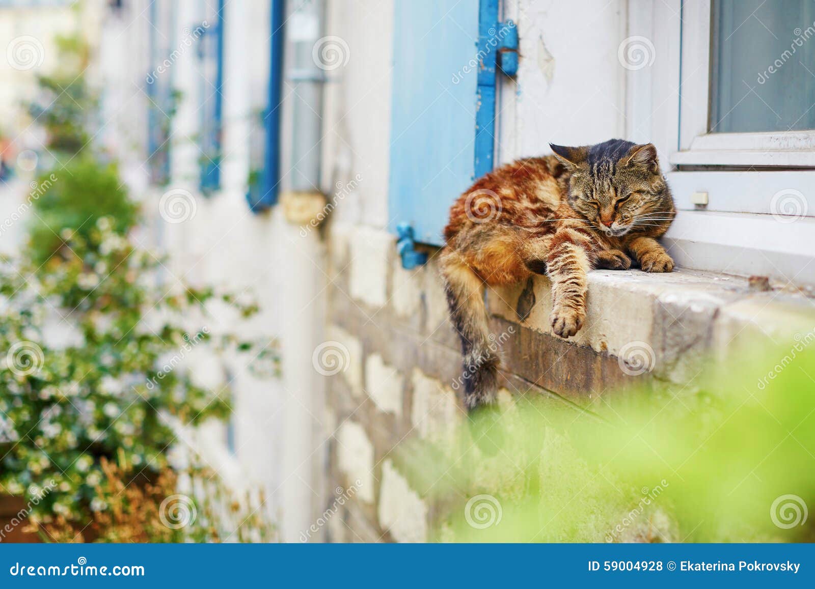 Cat Sleeping on a Window Sill Stock Photo Image of urban, village